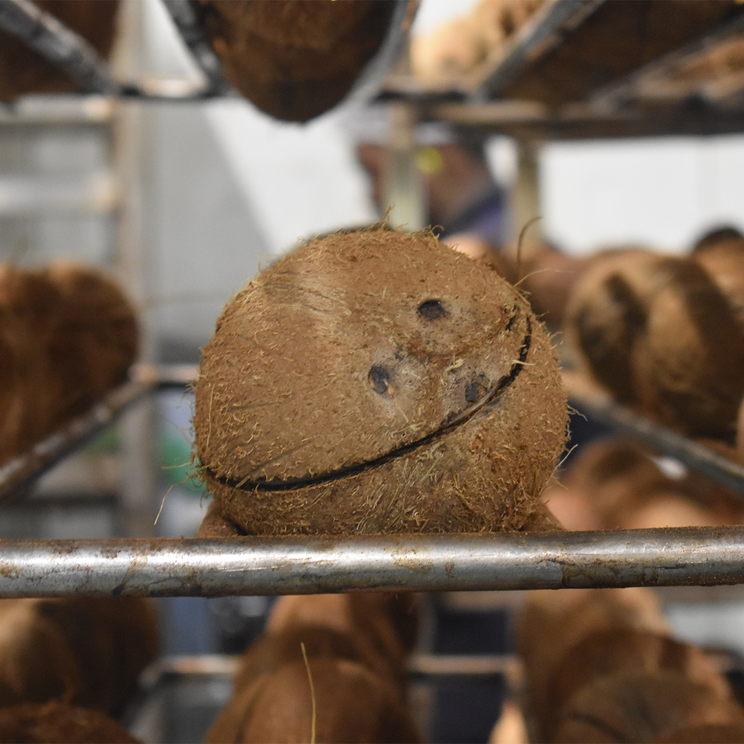 Kokosové chipsy polomáčené 50% hořká čokoláda — náhled 2