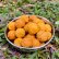Fruit Balls Mango 90g