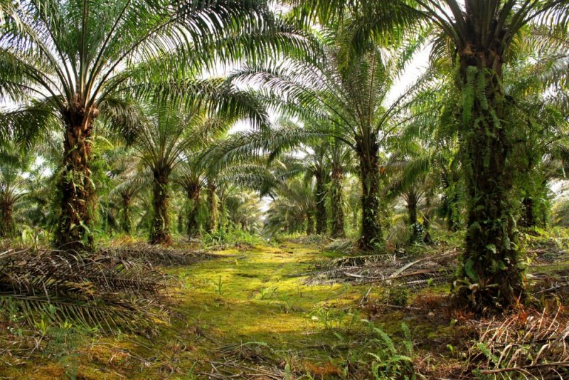 Proč jsou naše výrobky bez cukru a palmového oleje?