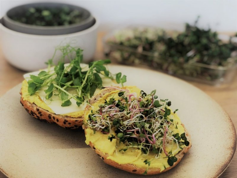 Klíčení a microgreens