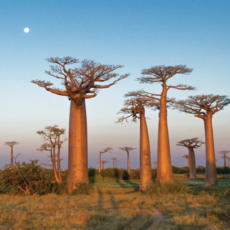 NATU Cesta kolem světa III - Afrika